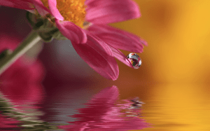 water droplets flower