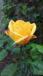 Summer's first rose in my garden. Oh how i was elated to see her arrival