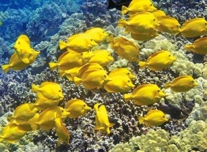 yellow-tang